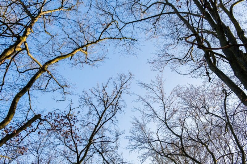 Bomen in de winter op natuurbegraafplaats Heidepol in Arnhem