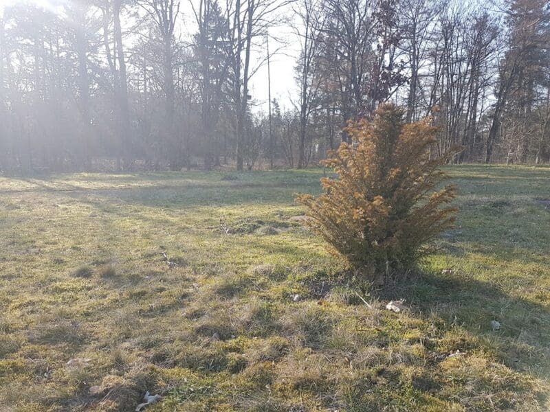 Heide op natuurbegraafplaats Heidepol in Arnhem