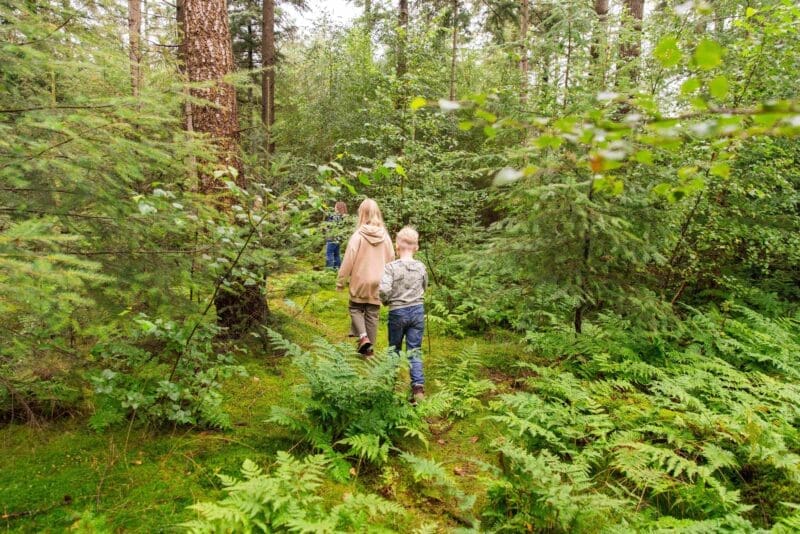 Kinderen spelen in het bos tussen de varens en het mos