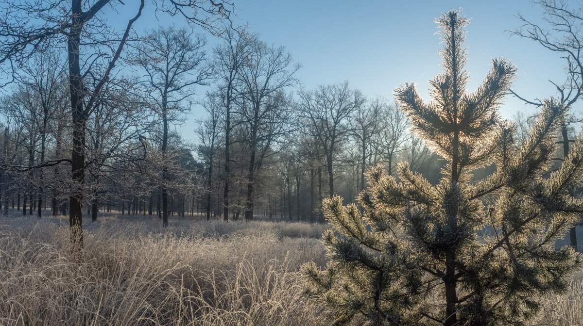 Natuur in de winter natuurbegraafplaats Huis ter Heide de Moer