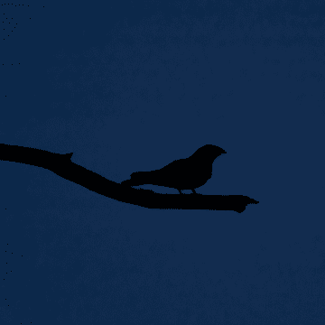 silhouet van nachtzwaluw bij schemering